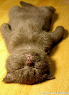 Smiling … sweet kitty.  I want to relax like that!