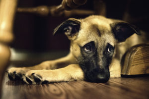 Overcoming grief and loss of a pet can be devastating.