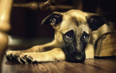 How to Overcome Grief and Loss of a Pet